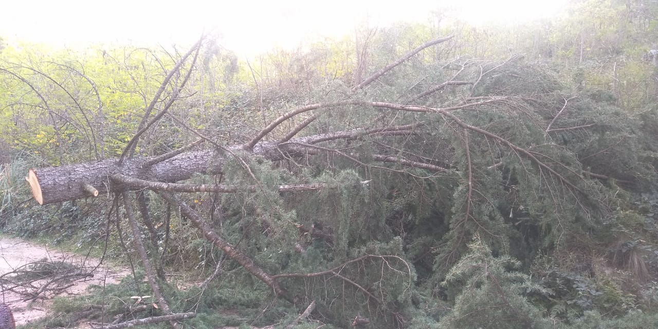 Imagen adicional